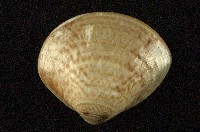 藏品(普通文蛤)的圖片